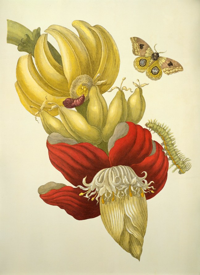 Banane - Bl¸te und Fruchtstand