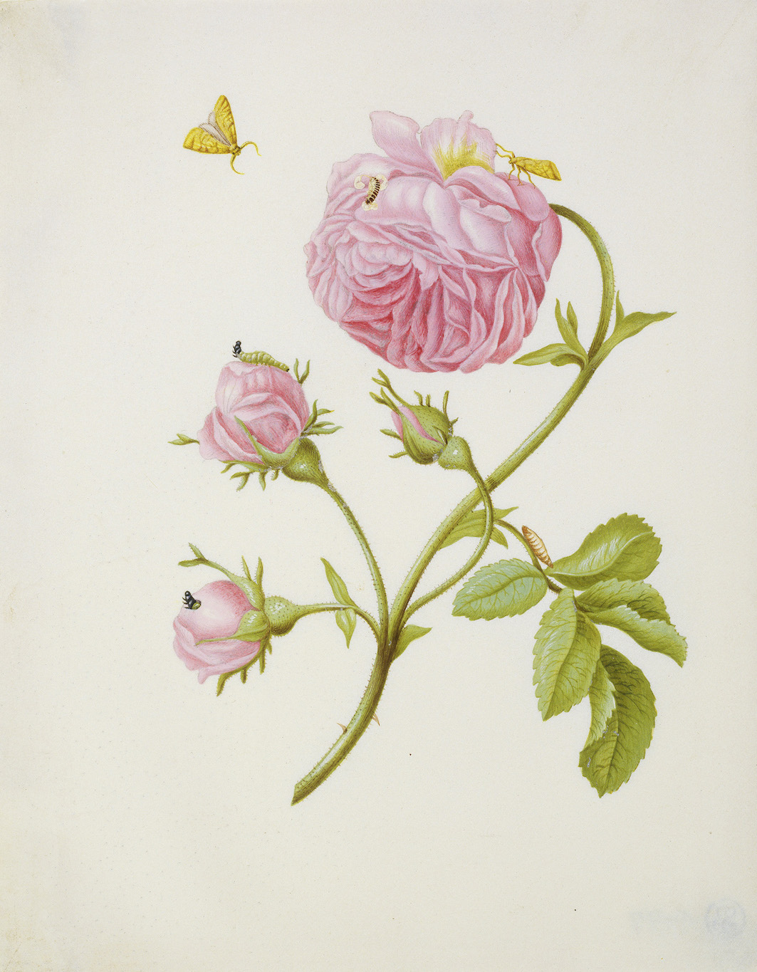 02_Merian_st_Buschrose