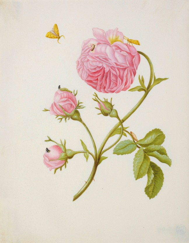 02_Merian_st_Buschrose