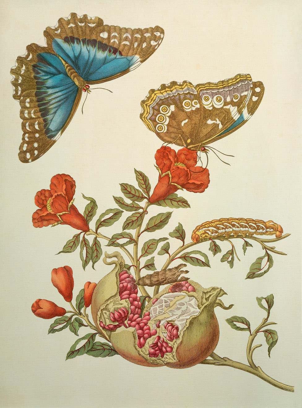 Granatapfel und Schmetterlinge