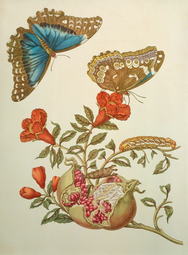 Granatapfel und Schmetterlinge