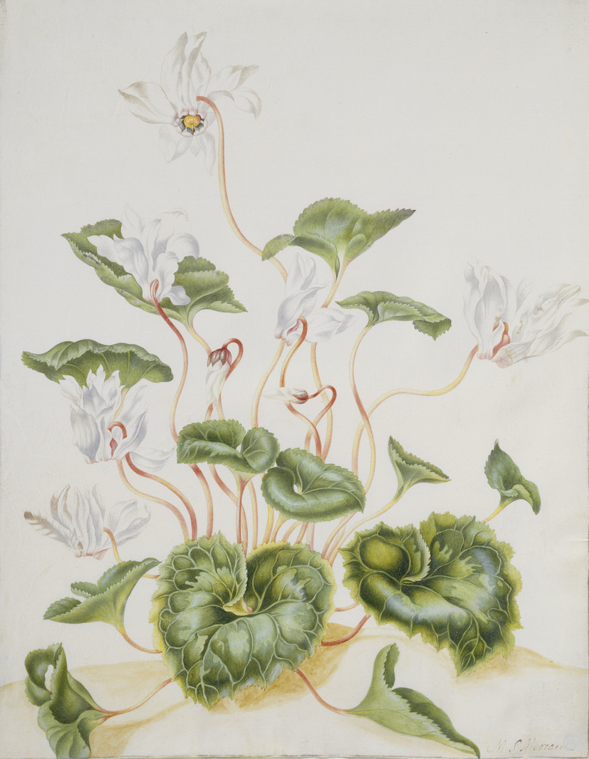 04_Merian_st_Weisse_Cyclama