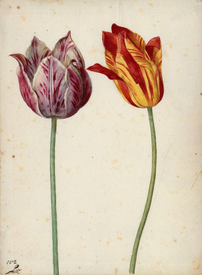 Zwei Tulpen